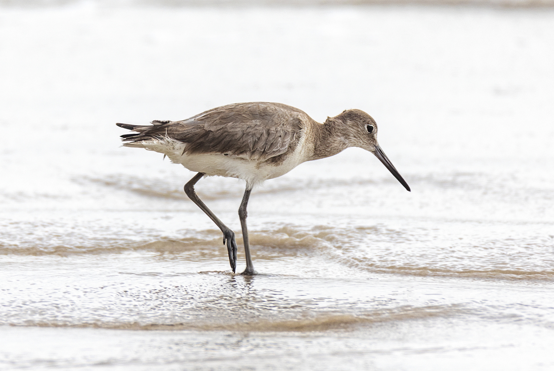 Willet, Port Aransas, Texas